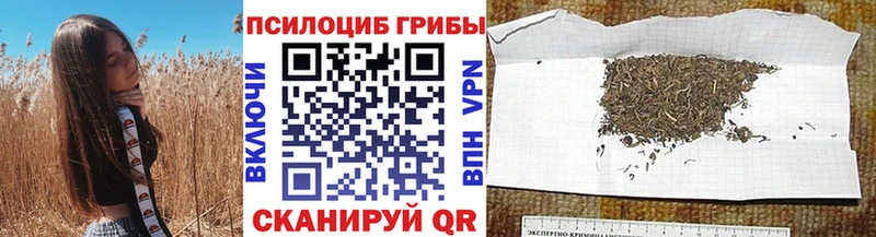 Псилоцибиновые грибы Cubensis  где купить наркоту  Гаджиево 
